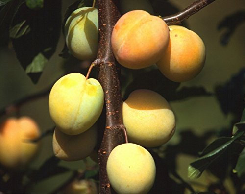 Pflaume Rheingold Busch im 7,5 l Topf, 60 cm Stammhöhe