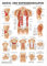 Sport-Tec Bauch- und Rippenmuskulatur Poster Anatomie 70x50 cm medizinische Lehrmittel