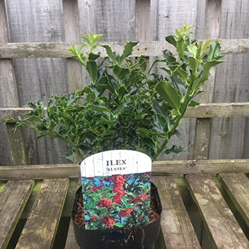 Ilex aquifolium 'Alaska'