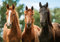 3 D Platzset Pferde, braun, 2erSet, Tischset, Tier Tiere, Pferd Pony