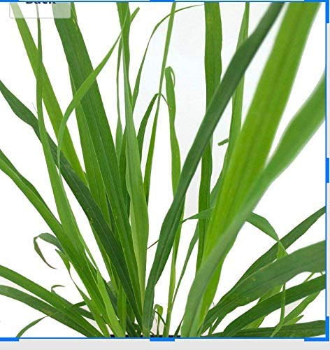 100+ Samen -Zitronengras- (Cymbopogon citratus) -Lecker für die Asiatische Küche-