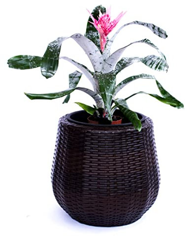 Elegant Einrichten Pflanzkübel Polyrattan D52xH44cm Coffee braun.