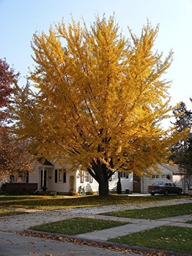 Ginkgo Biloba, Ginko Biloba, semi (Fall Colors) (8 Seeds)