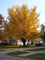 Ginkgo Biloba, Ginko Biloba, semi (Fall Colors) (8 Seeds)