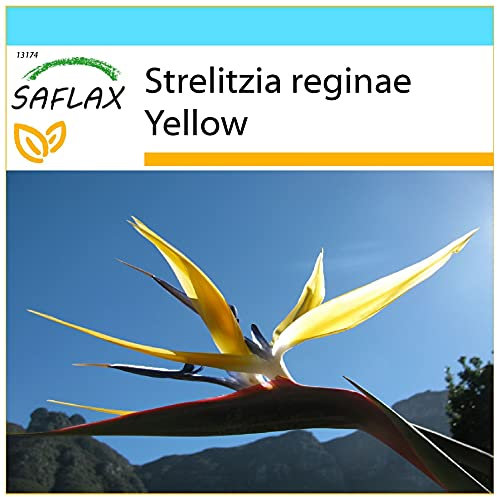 SAFLAX - Kit cadeau - Oiseau de paradis jaune - Mandelas Gold - 4 graines - Strelitzia reginae Yellow