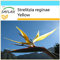 SAFLAX - Kit cadeau - Oiseau de paradis jaune - Mandelas Gold - 4 graines - Strelitzia reginae Yellow