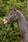 Kieffer Leder-Stallhalfter Ultrasoft®