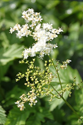 WASSERPFLANZEN WOLFF ° Filipendula ulmaria - winterhart - echtes Mädesüß - Wiesenkönigin, weiß - QUALITÄTSSTAUDEN 2er-Set in 9x9 cm Töpfen durchwurzelt