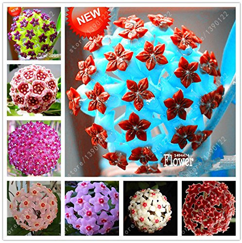 20 PC/Beutel hoya Samen, hoya Pflanze, Ball Orchideensamen, seltene Bonsai Blumensamen, Natürliches Wachstum Topf für zu Hause Garten Bepflanzung