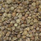 25 Europäischen Hainbuche Bonsai Seed Pack Carpinus betulus