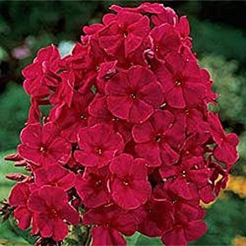 Pinkdose NUOVO!! 30+ SEMI DI FIORI PHLOX ROSSO FRAGRANTE/PERENNE DI OMBRA