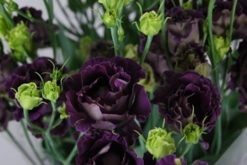 20+ BLACK PEARL LISIANTHUS Blumensamen/EUSTOMA / GESCHÄFTS/GREAT CUT FLOWER
