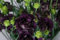 20+ BLACK PEARL LISIANTHUS Blumensamen/EUSTOMA / GESCHÄFTS/GREAT CUT FLOWER