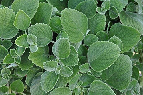 Frische 30 Samen - Plectranthus Silver Crest Blumensamen