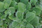 Frische 30 Samen - Plectranthus Silver Crest Blumensamen