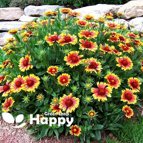Blanket Flower Tall Bicolor 400 Seeds + Plant tag + Freebie - Gaillardia artistata