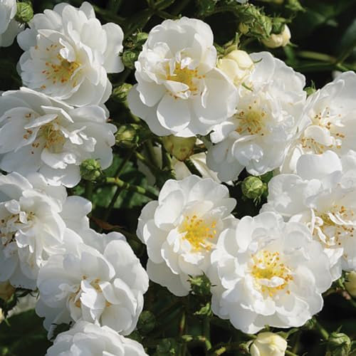 2 x Rose - Rosa 'Guirlande D'Amour' Topf 25-30 cm - Die romantische Kletterrose für das ganze Jahr
