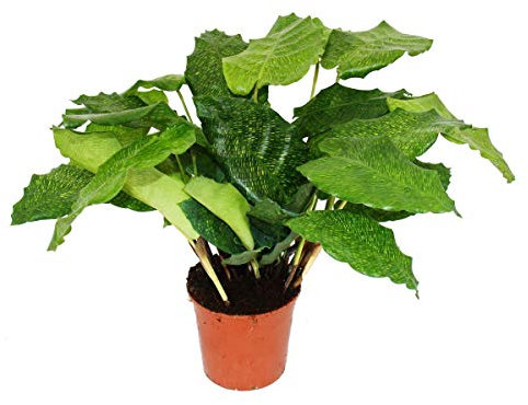 Exotenherz - Schattenpflanze mit ausgefallenem Blattmuster - Calathea musaicaNetwork - 14cm Topf - ca. 40cm hoch