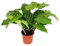 Exotenherz - Schattenpflanze mit ausgefallenem Blattmuster - Calathea musaicaNetwork - 14cm Topf - ca. 40cm hoch