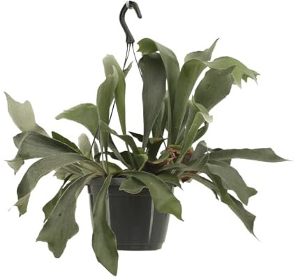 La Green Touch - Platycerium - Pianta da interno - Vaso 17 cm, altezza 30 cm