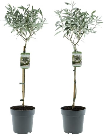Olea Europaea - Albero di ulivo, misura XL, 80-100 cm, per balcone, terrazza e giardino, vaso da 19 cm (4)