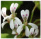 Pelargonium odoratissimum - Duft-Pelargonie - 5 Samen