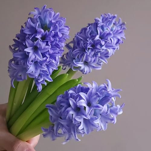 2 pz bulbi di giacinto - hyacinthus orientalis - fiori adatti alle, piante in vaso estremamente resistenti tuberi di cipolla di giacinto decorazione soggiorno, piante da appartamento