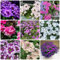 500 pcs bodendecker samen winterhart - bienenfreundliche blumensamen, saatgut winterharte pflanzen für garten, pflanzensamen winterharte blumen pflanztopf kräuter samen blumen deko