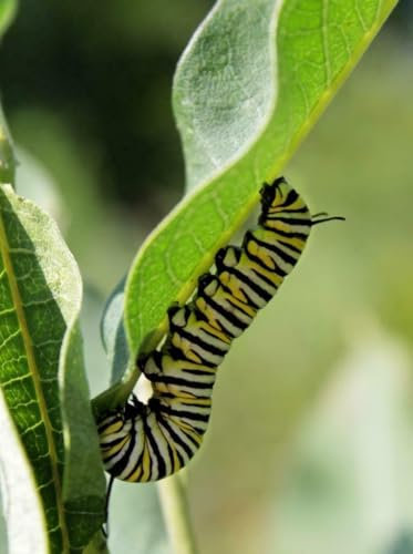 Puzzle 1000 Teile Monarch Caterpillar Schmetterling Glänzendes Poster Bild Foto Banner Insekt Familie Spaß Puzzles Puzzles 1000 Teile für Erwachsene Geschenke Herausfordernde Puzzle-Spiele