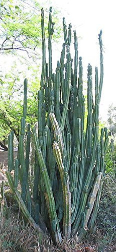 1000 Samen -Trichocereus pachanoi- - San Pedro Kaktus