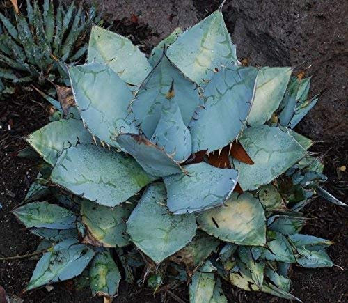 Agave TitanotaBlue bianco alabastro Agave 15 Semi