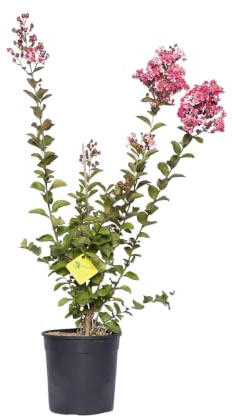 Plantì LAGESTROEMIE, Albero di San Bartolomeo Piante da terrazzo e da balcone, che si sa adattare come pianta vera da interno e da esterno Diametro vaso 19 cm (Berlingot menthe)