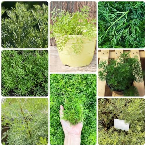 500 pcs colakraut bio samen - herbs topfpflanzen draußen winterhart,Artemisia abrotanum,cola kraut heilkräuter pflanztopf dachbegrünung kräuter pflanzen balkonpflanzen winterhart