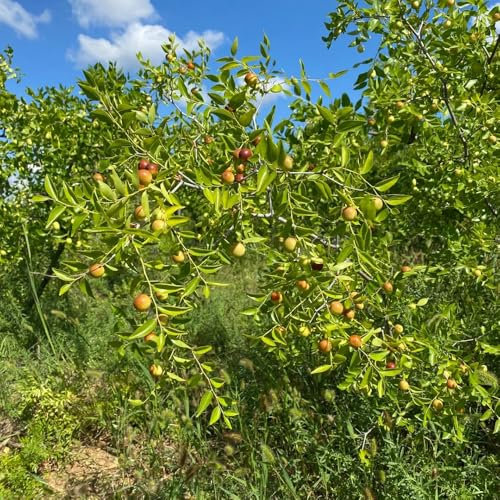180 pcs Jujube Pflanze Samen, frisches obst topfpflanzen draußen winterhart Jujube Baum Kaufen, bonzai baum pflanztopf winterharte kübelpflanzen obstbäume hochbeete für garten bio