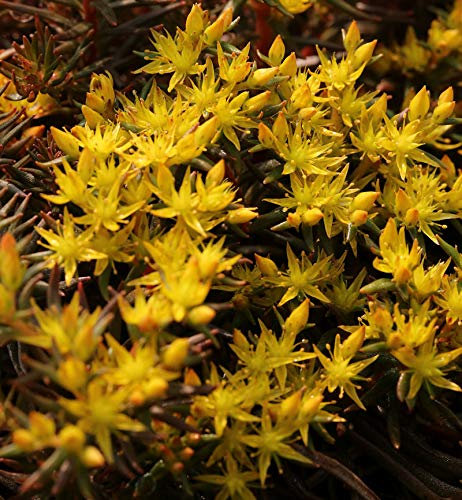 Fetthenne Chocolate Ball - Sedum hakonense