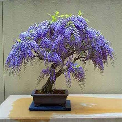 Wisteria Samt, Bonsai Wisteria sinensis Baum 100% echter Samen in-kind Schießen, 20 PC/bag