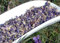 Krauterino24 - Veilchenblüten ganz Veilchenblütentee, Menge:50g