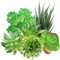 QUOZUO Lot de 6 mini plantes grasses vertes artificielles pour décoration de maison, mur, bureau (à l'exception des pots)