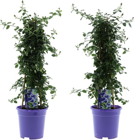 Amerikanischer Flieder (Syringa vulgaris) XL Pyramide 60-70cm - Duftender Zierstrauch für Garten & Terrasse, 17 cm Topf (1)