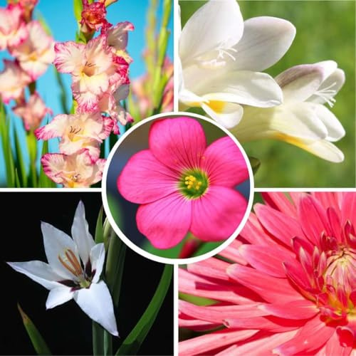 Plant in a Box - Bulb Garden Rosa - Mix di bulbi - 125 pezzi - Mix di bulbi diversi - Dalie, Gladioli, Fresia, Oxalis - Pianta il tuo giardino estivo in primavera!