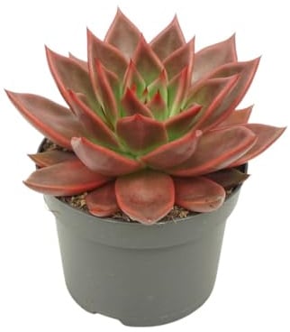 Rotes Rosetten-Dickblatt Echeveria agavoides Antaris Sukkulente 12cm Topf