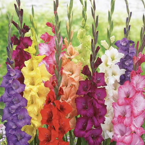 Bloomique - 25er-Mix - Gladiolen-Mix - Farbmix - Blumenzwiebeln - Staude - Sommerblüher - Wächst auf 100-140 cm