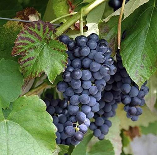 kernlose Weinrebe Venus 80-100cm - Vitis