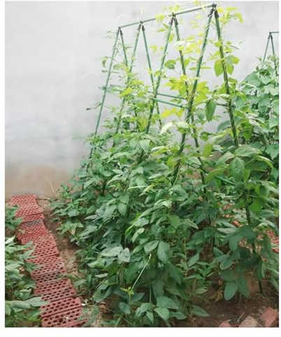Stable Metal Garden Stakes 10 20 25 34 50 Piece, Cucumber Plant Support Trellis with Ties for Bean Raspberry Squash Climbing Plants Outdoor, Climbing Trellis(Color:50 PACK-20 mm,Size:150cm/4.9ft)