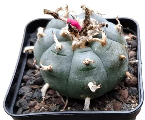 Lophophora williamsii Kaktus, 5-5,5cm