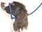 Dog & Field Figure 8 Anti Pull Lead/Halter/Head Collar - One Size Fits All - Soft Braided Nylon - Comfortable, Supple, Secure and Proven to Make Your Walks More Enjoyable - No More Pulling! (Blue)