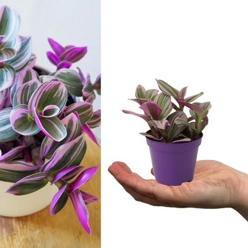 Tradescantia Nanouk - Fantasy Venice - 10-20cm in Height inc Pot - Colourful and Low Maintenance (2 Plants)
