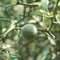 5 pcs bitterorange pflanze samen, bonsai baum, gewächshaus bitterorange baum - Poncirus trifoliata - samen obst, zimmergewächshaus exotische früchte, hochbeet balkon garten geschenk,