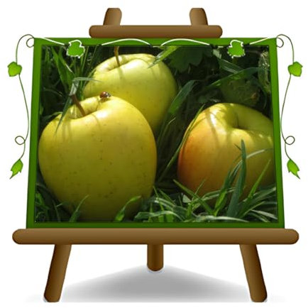 Ozark Gold - Manzanas de manzana (26 unidades, 200 cm, 4 años de cultivo)