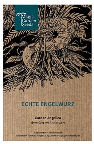 Angélique officinale (Angelica archangelica) env. 100 semences